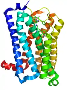 5-HT1B-Rezeptor