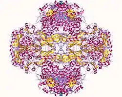 Pyruvatcarboxylase