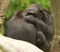 Schimpansen beim zärtlichen Lausen
