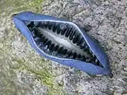 Blaugurke
