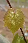 Junges Blatt von Kober 5 BB