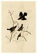Rotflügelstärling aus The Birds of America