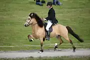 Normaler Braunisabelle