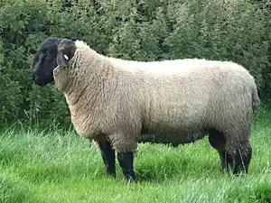 Suffolk-Schaf