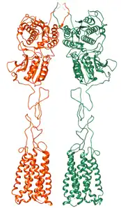 Metabotropic glutamate receptor 7