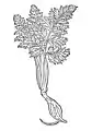 Kapitel 87. Cicuta – wontzerling Cicuta virosa / Conium maculatum