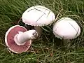 Wiesen-Champignon(Agaricus campestris)