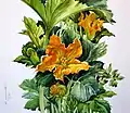 Aquarell von Hansjörg Swetina: Kürbisblüte