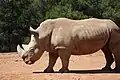 Breitmaulnashorn (Ceratotherium simum)