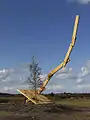 A Tree in a Sculpture von Naomi Seki