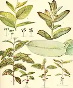 E. EUGENIOIDES Sieb., Figs. A-E.  E. BICOSTATA Maiden, Blakely, and Simmonds, Figs. F-I. X.B.