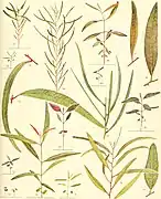 E. NICHOLI Maiden and Blakely, '4- â 70-74- E. FRUTICETORUM F.v.M., Figs. 65-69. E. SIDEROXYLON A. Cunn., Figs. 75-77.