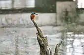 Eisvogel auf dem Ansitz