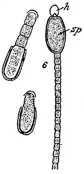 Anabaena sphaerica  var. macrosperma,h, sp: ditolinks: auskeimende Arthrosporen.