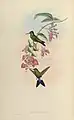 Eriocnemis D'Orbignyi illustriert von John Gould & Henry Constantine Richter (Syn: Blaustirn-Höschenkolibri)