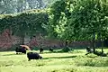 Der „boomgaard“, ein ummauerter Obstgarten aus dem 17. Jahrhundert mit Hochstammbäumen. Heute grasen aus Schottland stammende Hebriden-Schafe zwischen den Bäumen.