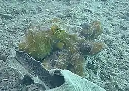 Abdopus abaculus