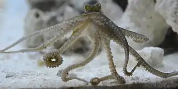 Abdopus aculeatus (Unterseite)
