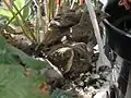 Flügge Jungvögel kurz vor dem Verlassen des Nestes