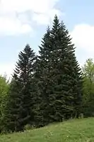 Weiß-Tanne
