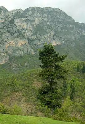 Bulgarische Tanne (Abies ×borisii-regis)