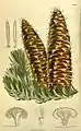 Abies cephalonica, Tafel 8691 (1916)