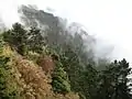 Formosa-Tanne (Abies kawakamii)