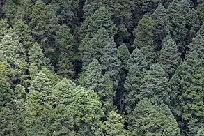 Abies religiosa