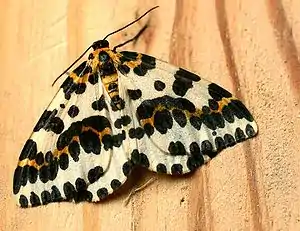 Stachelbeerspanner(Abraxas grossulariata)