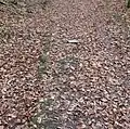 Mögliche römische Karrenspur am aufsteigenden Feldweg zum Beurenkern Treis-Karden