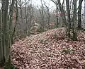 Blick von der Wallkuppe über den Vorgraben Richtung Beurenhof