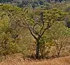 Acacia leucophloea in Westtimor bei Kupang