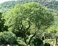Landschaft im botanischen Garten (Senegalia caffra, früher Acacia caffra)