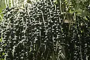 Açaí (Euterpe oleracea; Açaí-do-Pará) (Euterpe precatoria; Açaí-do-Amazonas)