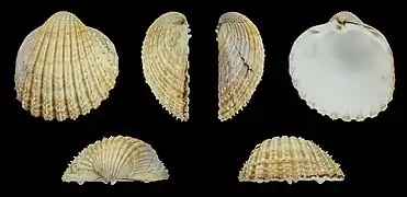 Acanthocardia echinata duregniRechte Klappe