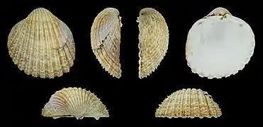 Acanthocardia echinata duregniLinke Klappe