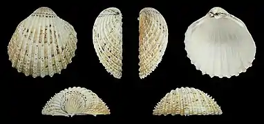 Acanthocardia echinataRechte Klappe