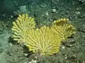 Acanthogorgia gracillima