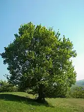 Feld-Ahorn(Acer campestre)