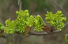 Männliche Blüten