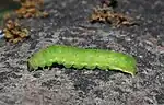 Grüne ausgewachsene Raupe
