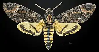 ♂ Dorsalansicht
