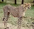 Asiatischer Gepard(A. j. venaticus)