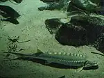 Adriatischer Stör