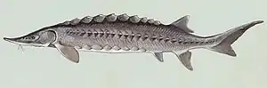 Atlantischer Stör (Acipenser oxyrinchus)