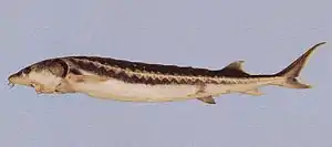 Persischer Stör (Acipenser persicus)