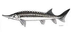 Sternhausen Acipenser stellatus