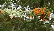 Acnistus arborescens (Syn.: Iochroma arborescens)