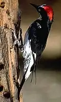 Eichelspecht (Melanerpes formicivorus)