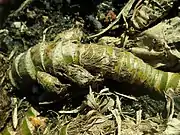 Kalmus (Wurzeln; meist getrocknet oder roh als Gewürz) (auch junge Blätter als Gewürz) (siehe auch Gemüse)